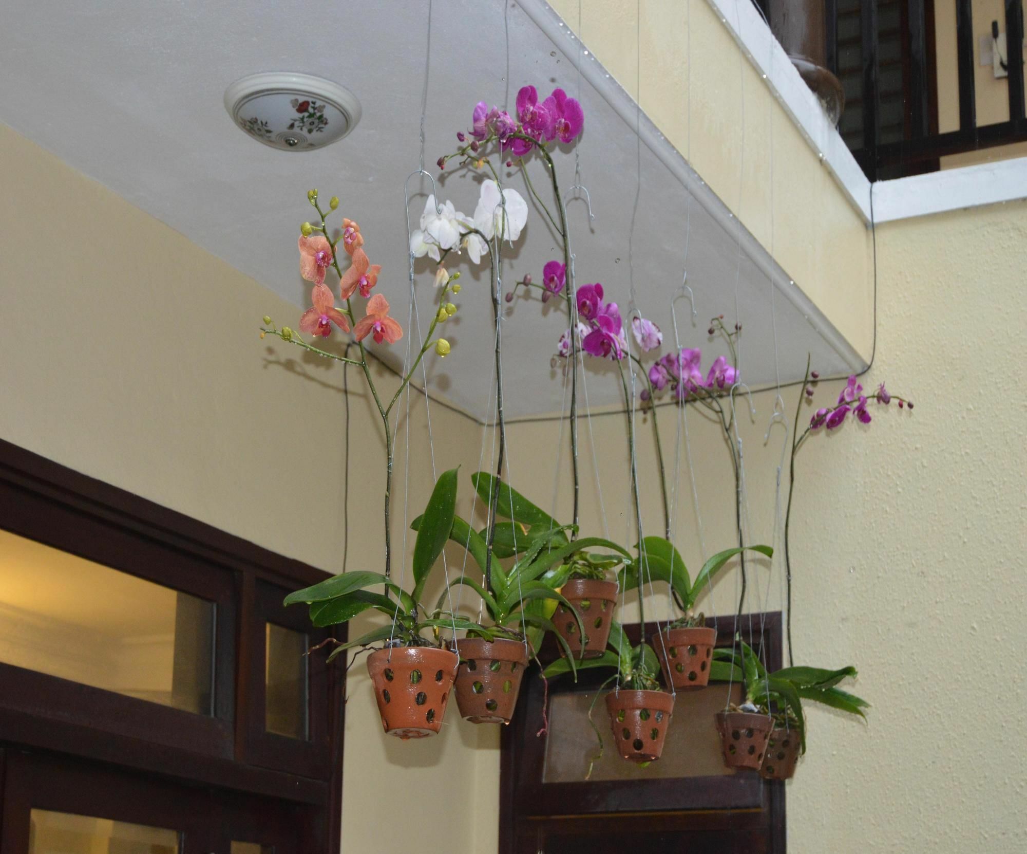 Orchids Homestay Hoi An Exterior foto